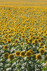 Preview wallpaper sunflowers, field, nature