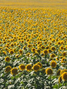 Preview wallpaper sunflowers, field, nature