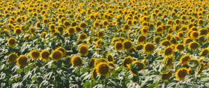 Preview wallpaper sunflowers, field, nature