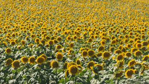 Preview wallpaper sunflowers, field, nature