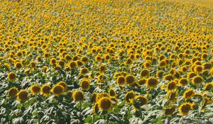 Preview wallpaper sunflowers, field, nature