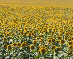 Preview wallpaper sunflowers, field, nature