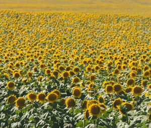 Preview wallpaper sunflowers, field, nature