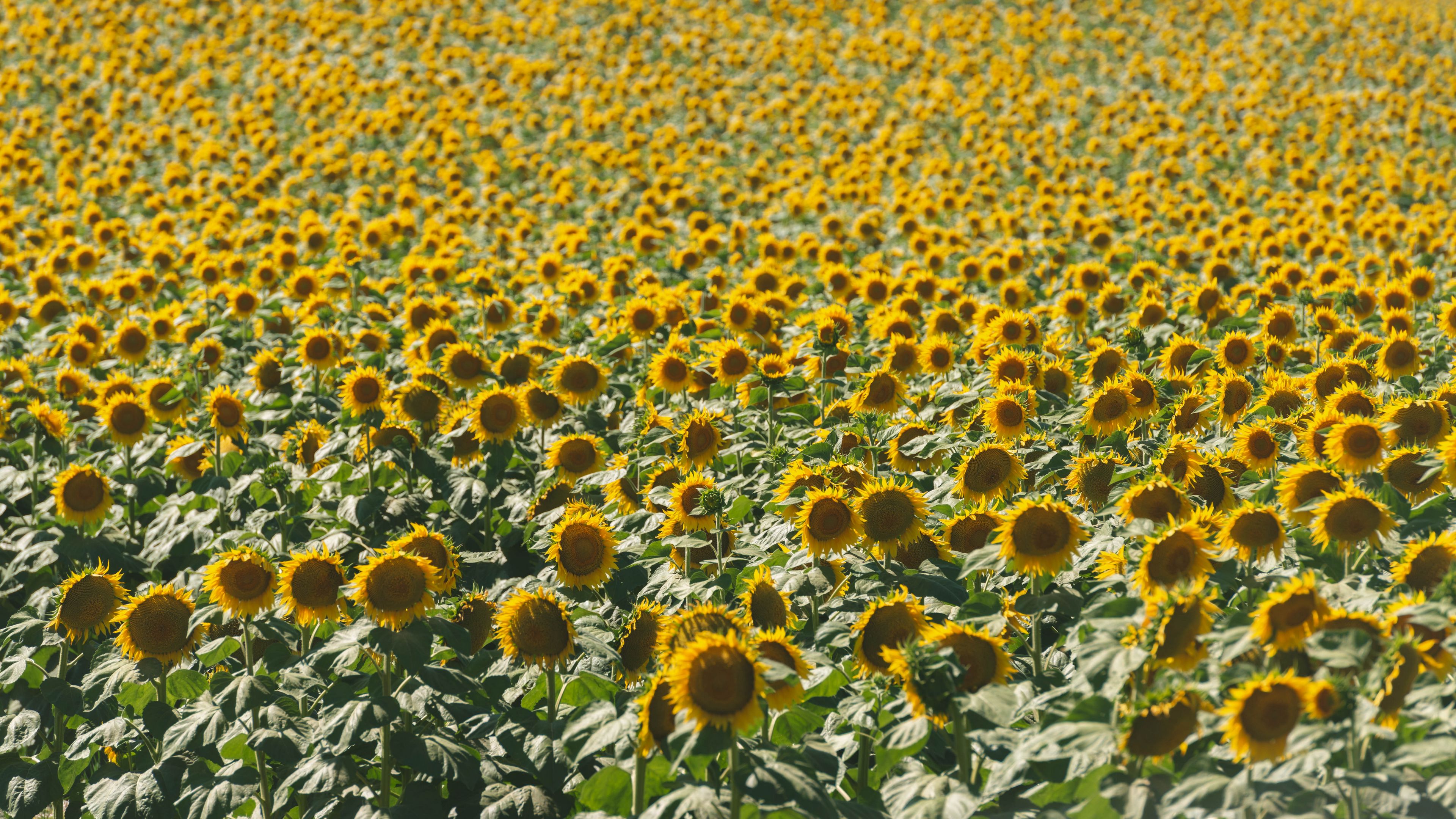 Download wallpaper 3840x2160 sunflowers, field, nature 4k uhd 16:9 hd ...