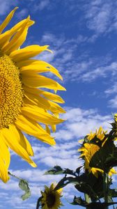 Preview wallpaper sunflowers, field, nature, sky, clouds, summer