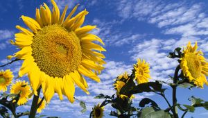 Preview wallpaper sunflowers, field, nature, sky, clouds, summer