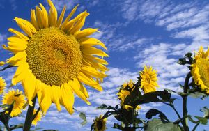 Preview wallpaper sunflowers, field, nature, sky, clouds, summer