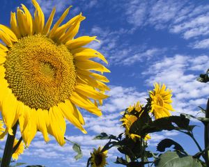 Preview wallpaper sunflowers, field, nature, sky, clouds, summer