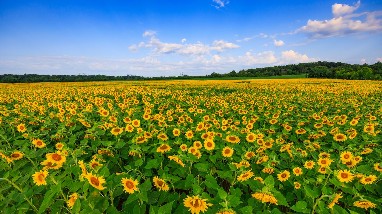 Wallpaper sunflowers, field, plants, flowers