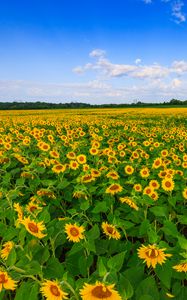 Preview wallpaper sunflowers, field, plants, flowers