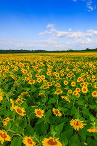 Preview wallpaper sunflowers, field, plants, flowers