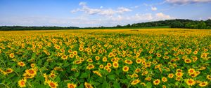 Preview wallpaper sunflowers, field, plants, flowers