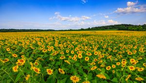 Preview wallpaper sunflowers, field, plants, flowers