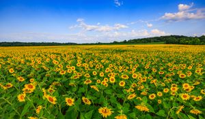 Preview wallpaper sunflowers, field, plants, flowers