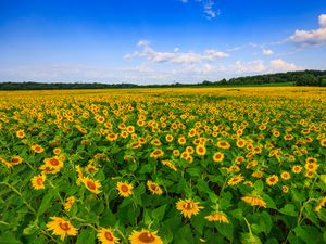 Preview wallpaper sunflowers, field, plants, flowers