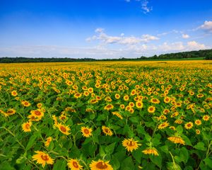 Preview wallpaper sunflowers, field, plants, flowers