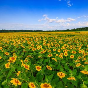 Preview wallpaper sunflowers, field, plants, flowers