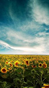 Preview wallpaper sunflowers, field, sky, clouds, yellow, summer