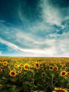 Preview wallpaper sunflowers, field, sky, clouds, yellow, summer