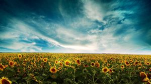 Preview wallpaper sunflowers, field, sky, clouds, yellow, summer