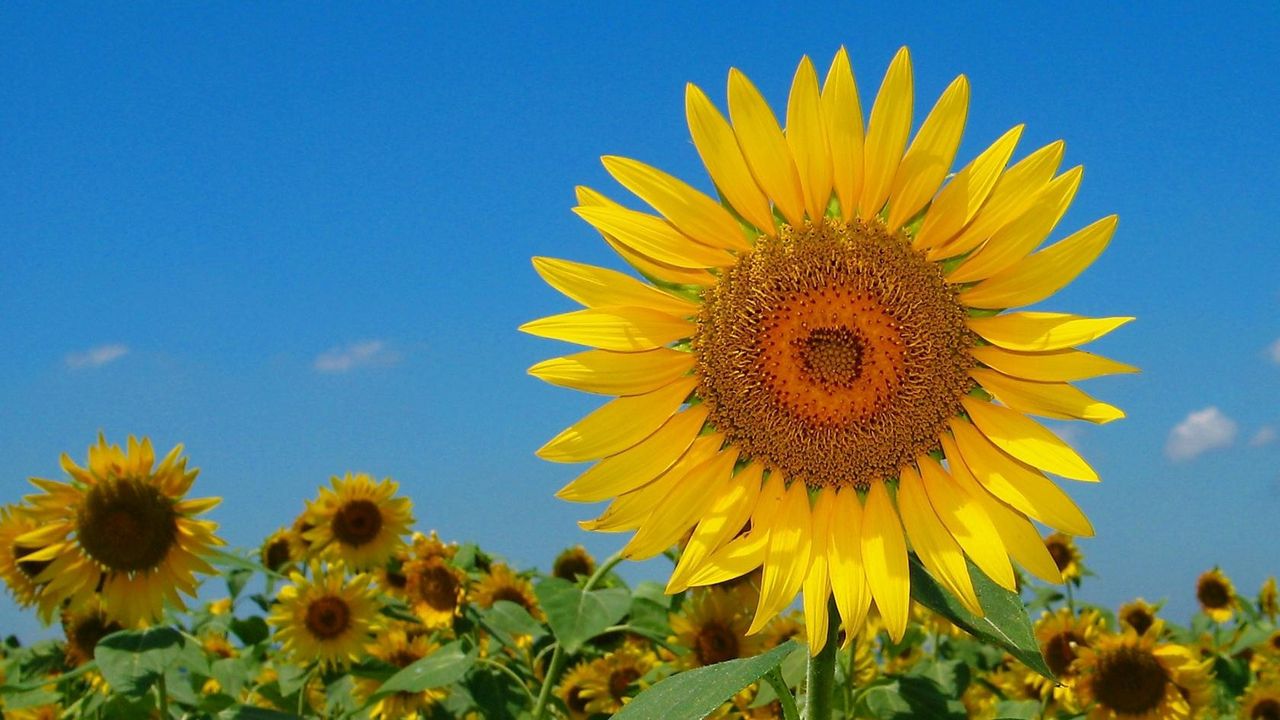 Wallpaper sunflowers, field, sky, nature, summer