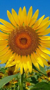 Preview wallpaper sunflowers, field, sky, nature, summer