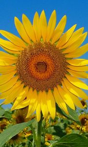 Preview wallpaper sunflowers, field, sky, nature, summer