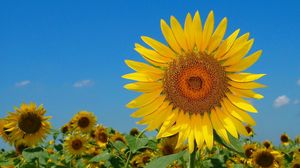 Preview wallpaper sunflowers, field, sky, nature, summer