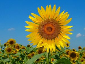 Preview wallpaper sunflowers, field, sky, nature, summer