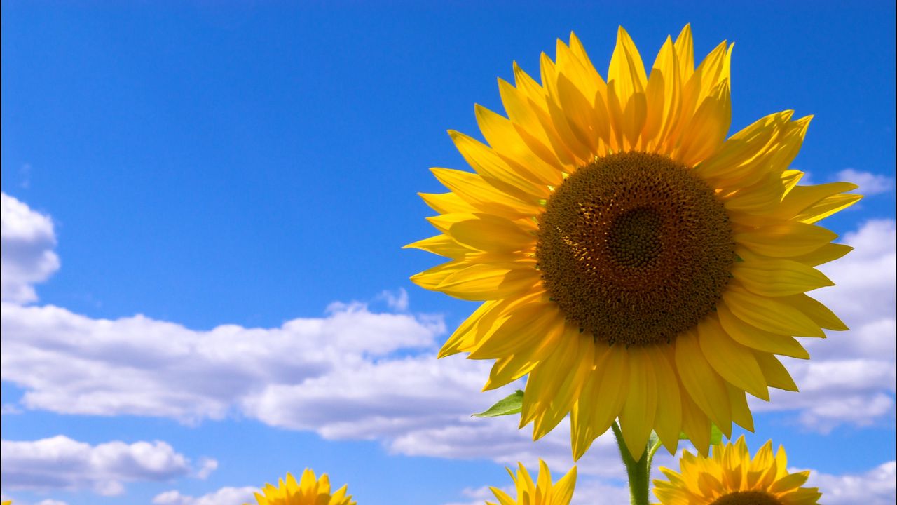 Wallpaper sunflowers, field, sky, clouds, summer