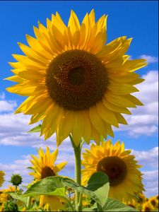 Preview wallpaper sunflowers, field, sky, clouds, summer