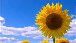 Preview wallpaper sunflowers, field, sky, clouds, summer