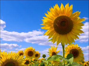 Preview wallpaper sunflowers, field, sky, clouds, summer