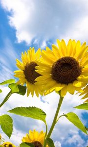 Preview wallpaper sunflowers, field, sky, clouds, nature, height