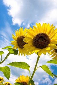 Preview wallpaper sunflowers, field, sky, clouds, nature, height