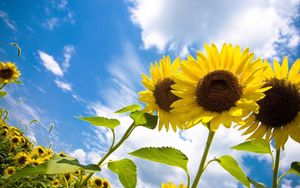 Preview wallpaper sunflowers, field, sky, clouds, nature, height
