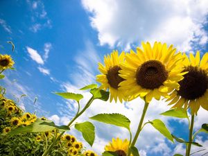 Preview wallpaper sunflowers, field, sky, clouds, nature, height