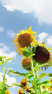 Preview wallpaper sunflowers, field, sky, sun, summer, highlights