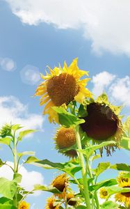 Preview wallpaper sunflowers, field, sky, sun, summer, highlights