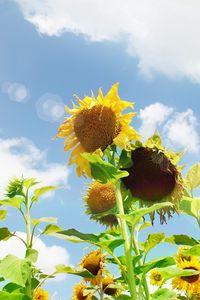 Preview wallpaper sunflowers, field, sky, sun, summer, highlights