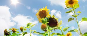 Preview wallpaper sunflowers, field, sky, sun, summer, highlights