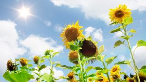 Preview wallpaper sunflowers, field, sky, sun, summer, highlights
