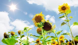 Preview wallpaper sunflowers, field, sky, sun, summer, highlights