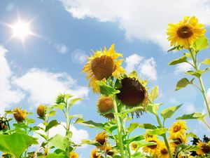 Preview wallpaper sunflowers, field, sky, sun, summer, highlights