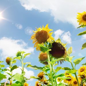 Preview wallpaper sunflowers, field, sky, sun, summer, highlights