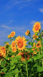 Preview wallpaper sunflowers, field, sky, verdure, summer