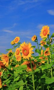 Preview wallpaper sunflowers, field, sky, verdure, summer