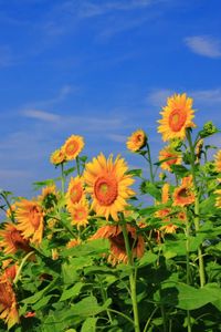 Preview wallpaper sunflowers, field, sky, verdure, summer