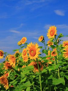 Preview wallpaper sunflowers, field, sky, verdure, summer