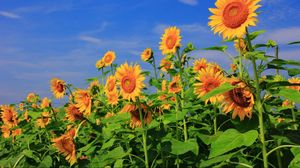 Preview wallpaper sunflowers, field, sky, verdure, summer